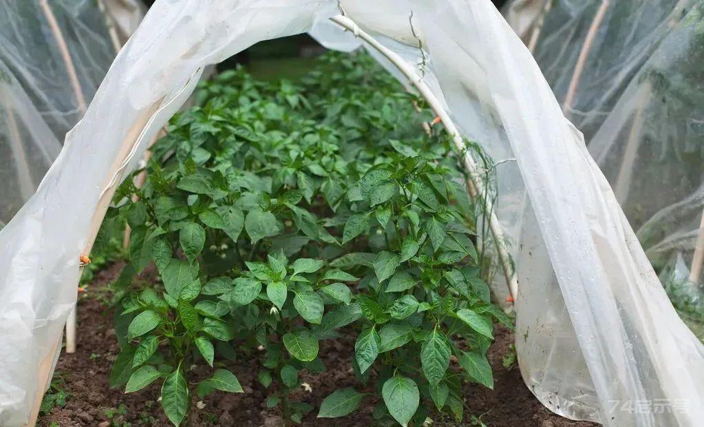 蔬菜幼苗移栽时，用这个药剂蘸一下根，成活率可达99%