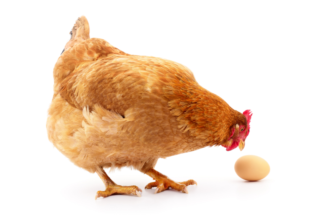 俗语中的中医——“鸡肥不下蛋”