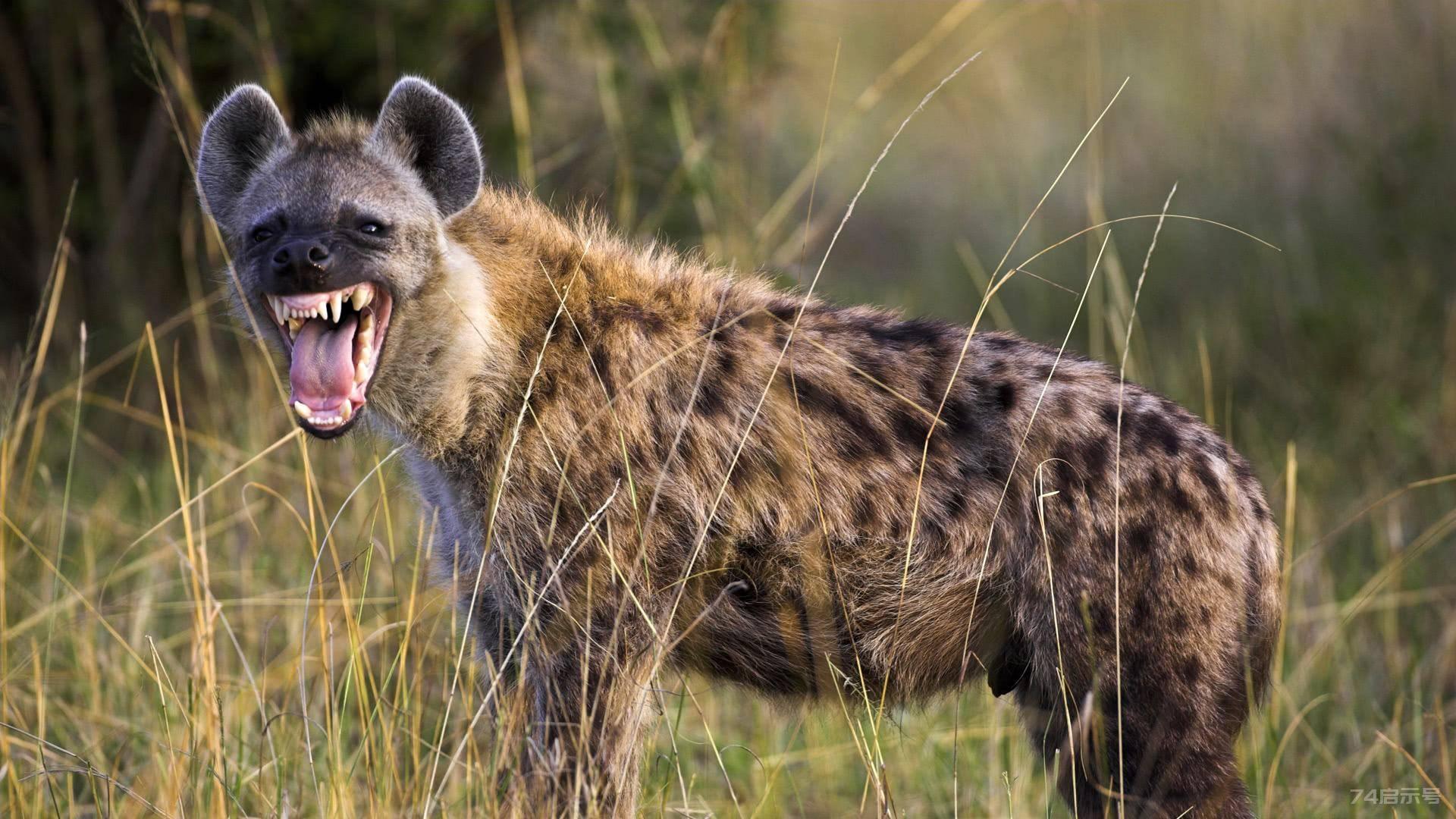 斑鬣狗狩猎到底有多聪明？ 能单独狩猎吗？整个狩猎过程都是计谋