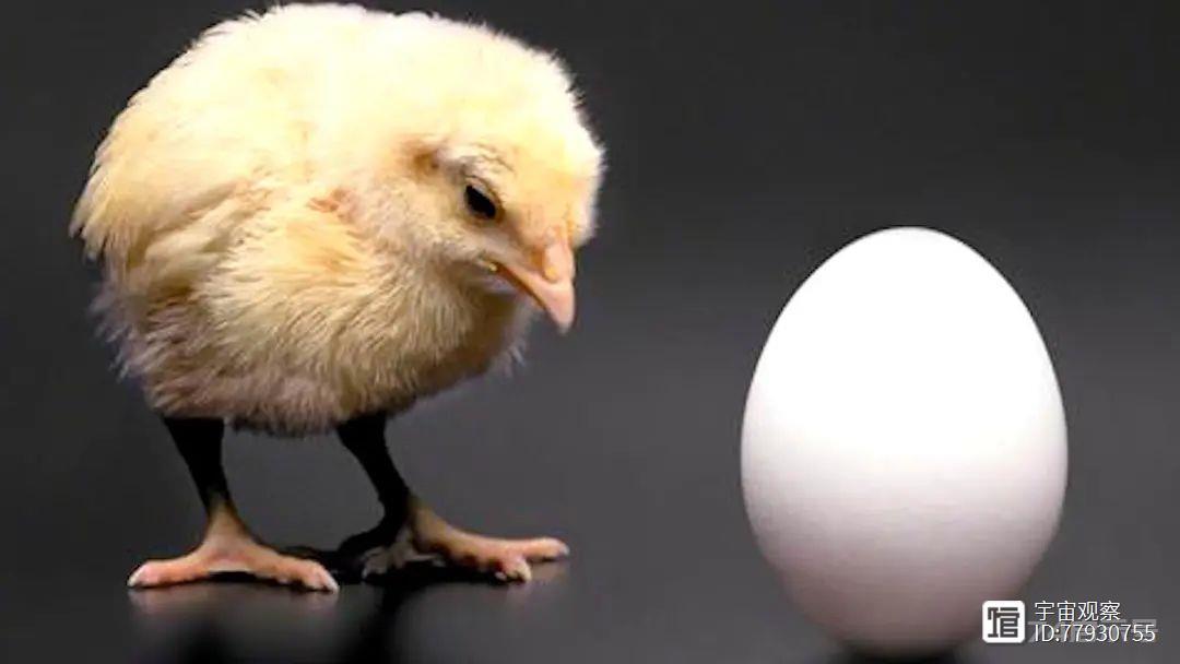 先有鸡还是先有蛋？生物学家：化石证据表明，鸡蛋比鸡更早出现