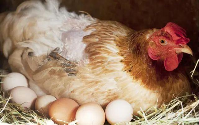 鸡蛋和鸭蛋，哪个更有营养？为什么我们天天吃鸡蛋，而不是鸭蛋？