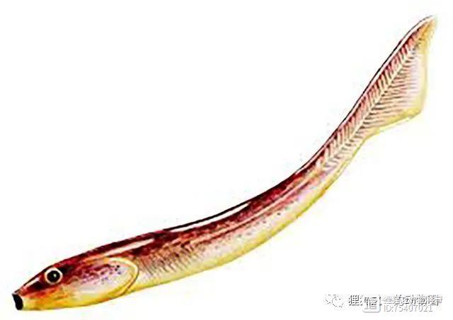 老祖宗？130年前发现的古怪鳗鱼生物，可能是我们已知最早的祖先