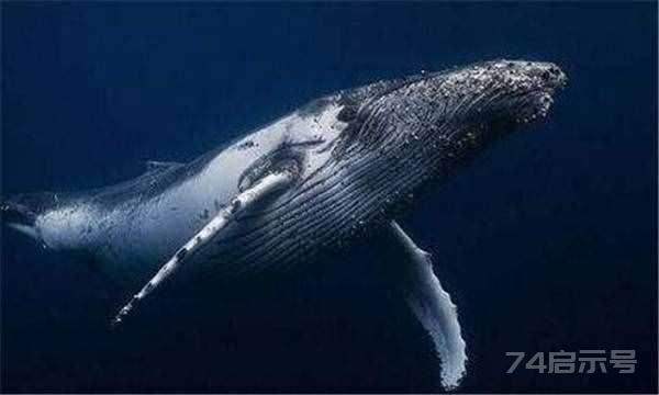 鲸的种类有哪些（鲸鱼的种类名称大全）