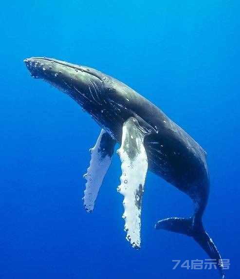鲸的种类有哪些（鲸鱼的种类名称大全）