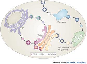 2013诺贝尔奖 生理学奖深度解读：囊泡运输，细胞的“物流系统”