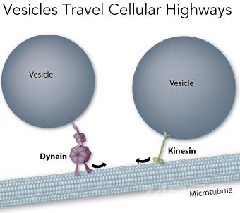 2013诺贝尔奖 生理学奖深度解读：囊泡运输，细胞的“物流系统”