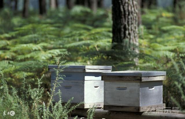 养蜂中，对蜂箱木质腐朽如何采取措施保护？