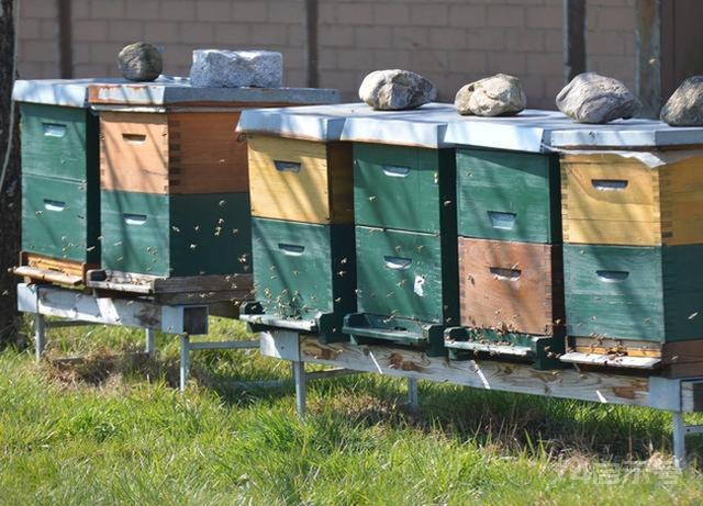养蜂技术 养蜂知识五百问 概况篇（26-29）