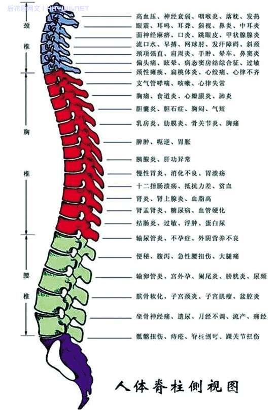 人体脊椎疾病对照表