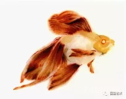国画扇面金鱼画法图文教程，金鱼的画法技巧步骤，水草的画法