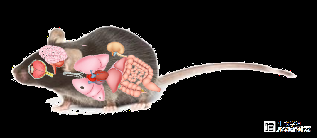 条件性基因敲除小鼠是什么？
