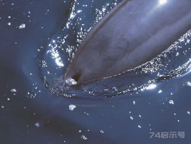 鲸鱼在野外是如何自然死亡的？是筋疲力尽淹死，还是平静的老死？