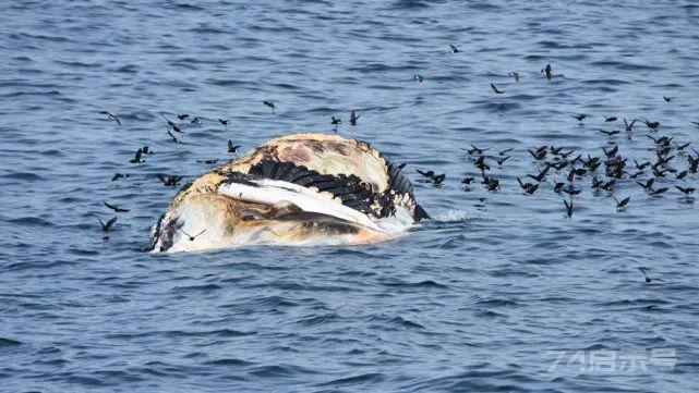 鲸鱼在野外是如何自然死亡的？是筋疲力尽淹死，还是平静的老死？