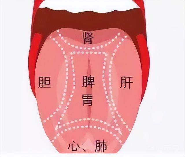 郭生白：齿痕舌、舌下有青筋、裂纹舌、淤点舌都是怎么回事？咋办