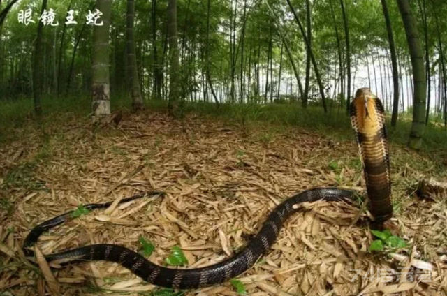 如果不小心碰到眼镜王蛇这样的毒蛇，我们该如何自救呢？