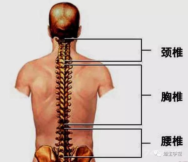 脊柱相关疾病 | 脊柱相关疾病学概念（一）