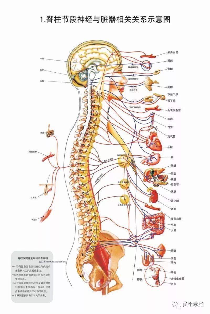 脊柱相关疾病 | 脊柱相关疾病学概念（一）