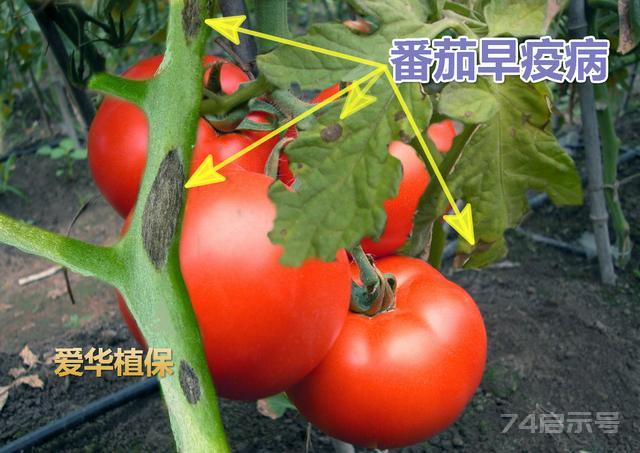 番茄常见病虫害防治实用技术——农业实用技术