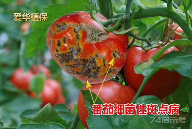 番茄常见病虫害防治实用技术——农业实用技术