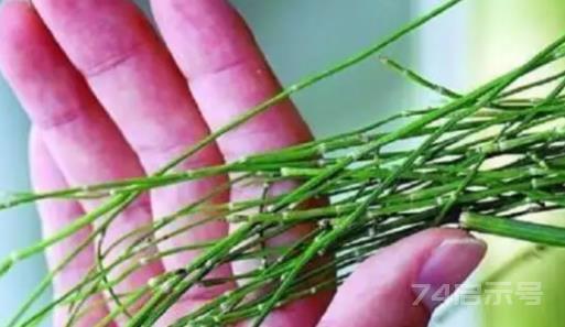 农村杂草被称为“节节草”，是可以治疗腰椎间盘突出症的珍贵草药