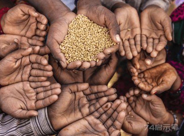 印度粮食产量不及中国一半，却还能大规模出口，我国却满世界买粮|水稻|家禽