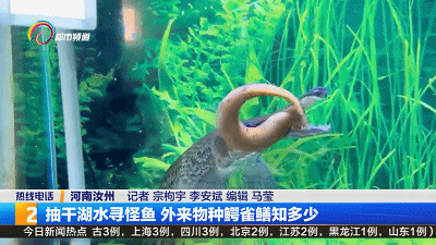 河南抽干湖水围捕鳄雀鳝,我们关注的是物种入侵,思考的应该是文明