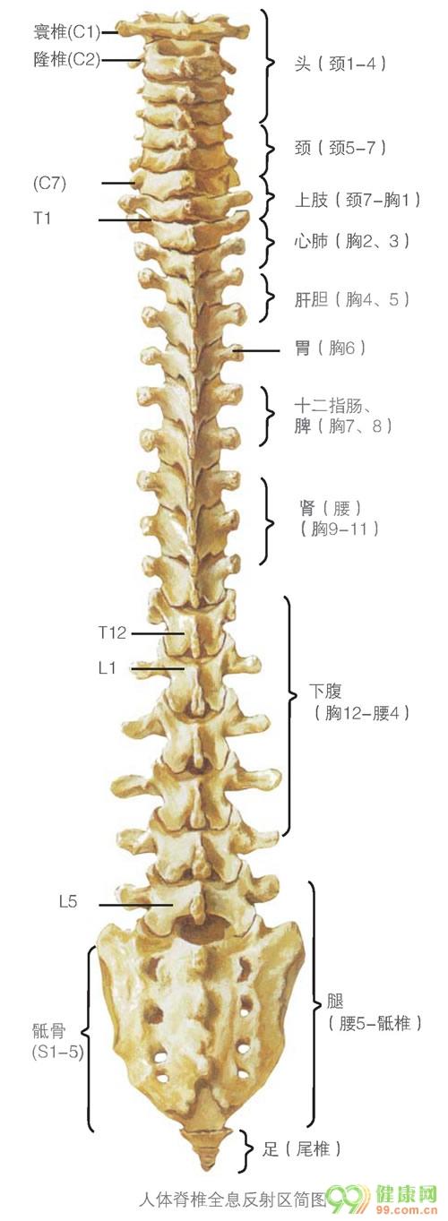 脊柱疾病反射图和对应分布歌诀
