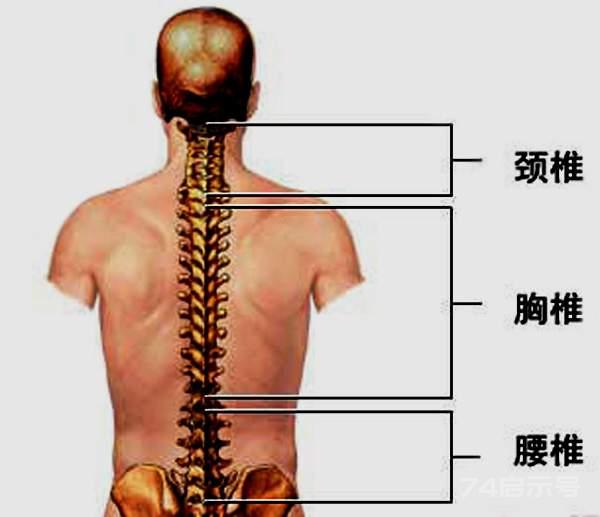 脊柱疾病反射图和对应分布歌诀