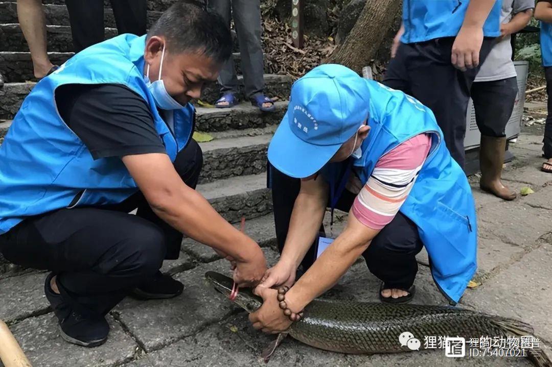 广西一景区现2条大型鳄雀鳝，抽干湖水都要抓的鱼，在当地竟能直接买？