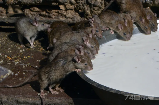 以前人都吃不饱，到处有老鼠偷粮食，现在食物多了，老鼠咋少了？