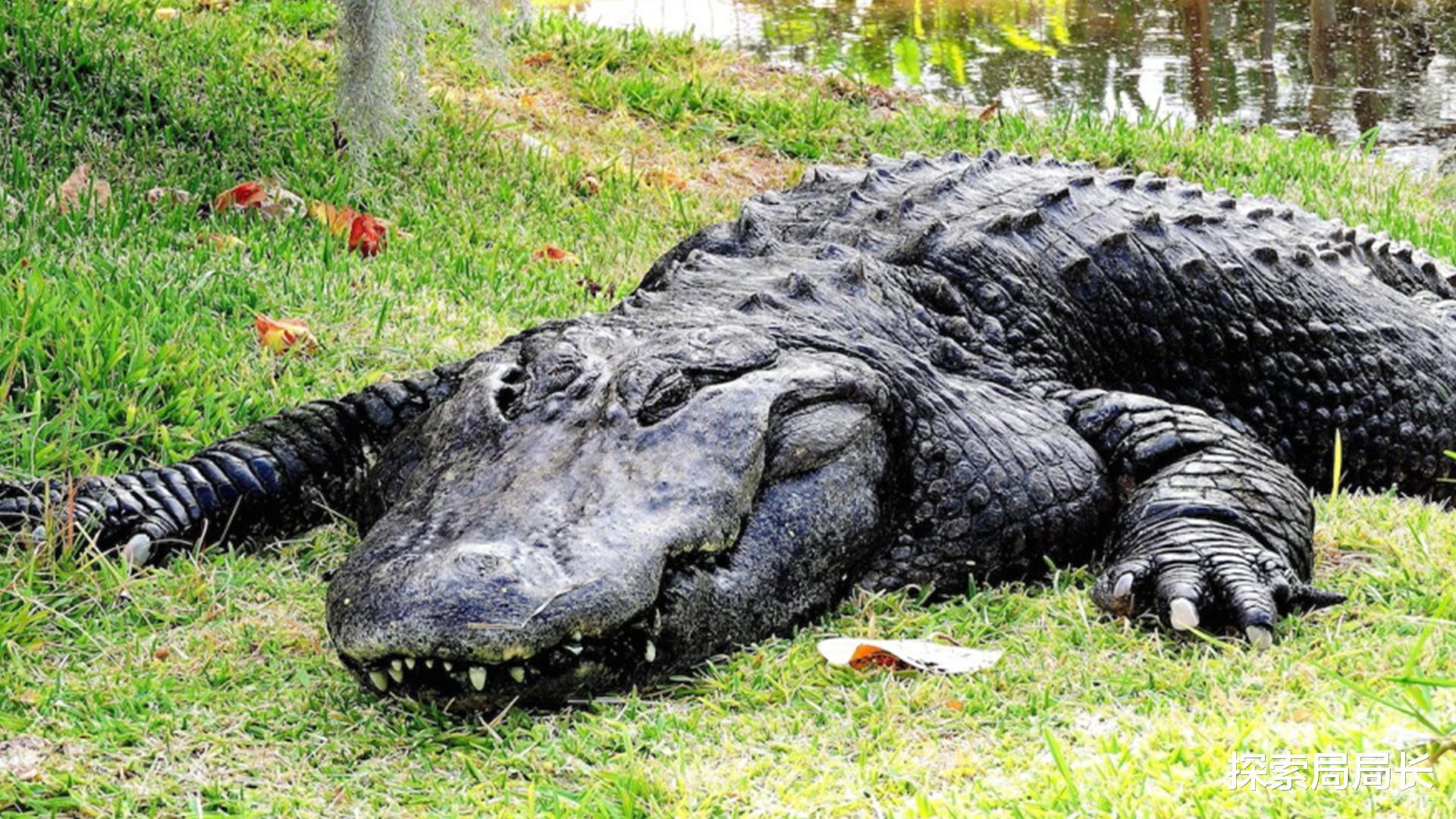 世界上最强大的10种鳄鱼，体重超过1000公斤