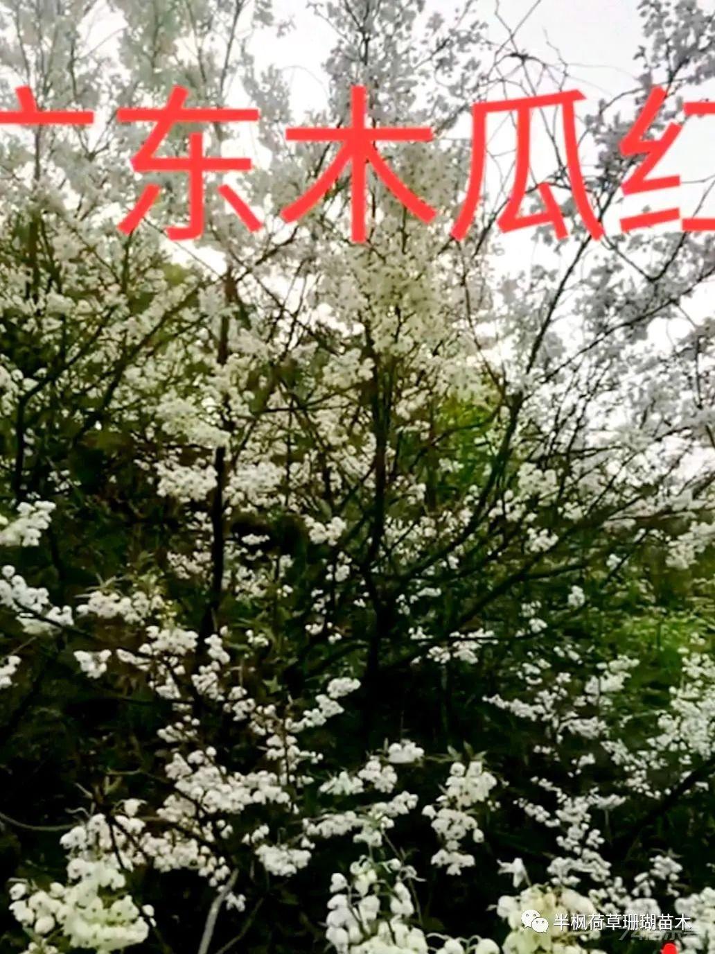 广东木瓜红，安息香科高悬瀑布般花海植物