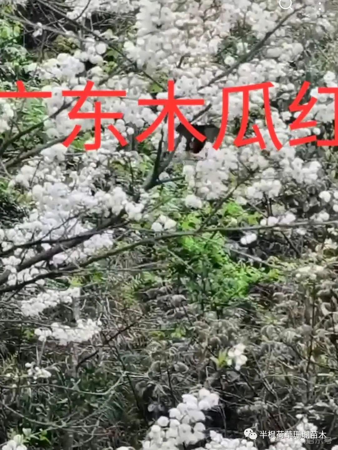 广东木瓜红，安息香科高悬瀑布般花海植物