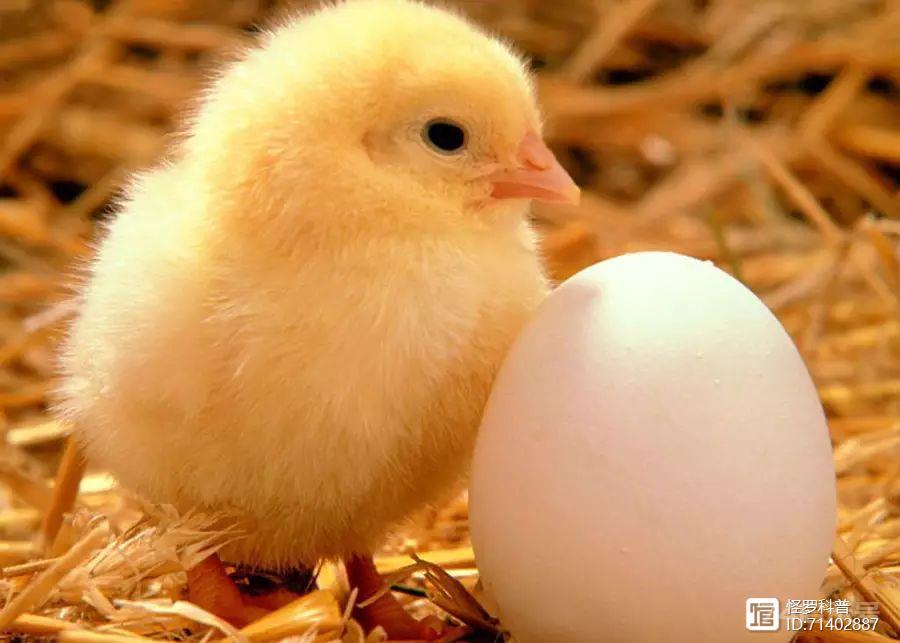 究竟是先有鸡还是先有蛋？