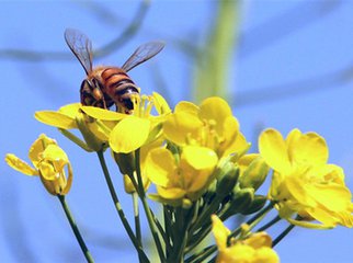 蜂蜜的副作用,蜂蜜的好处,蜂蜜的功效