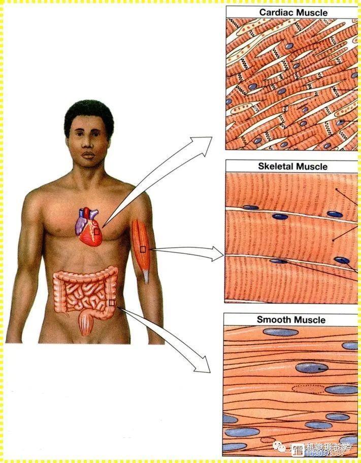 心肌纤维的微观结构