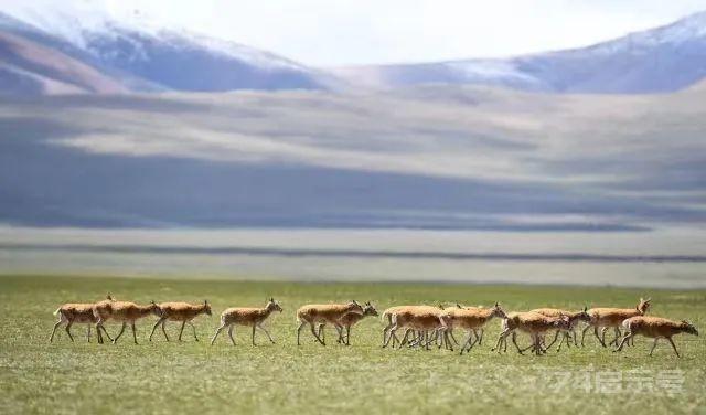 藏羚羊的迁徙产仔之旅…