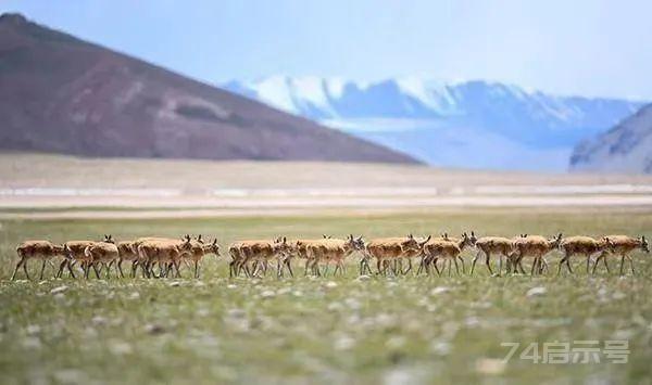 藏羚羊的迁徙产仔之旅…
