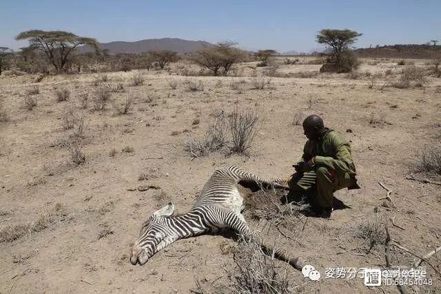 大象死亡数量翻8倍！肯尼亚40年来最严重干旱，濒危动物尸横遍野
