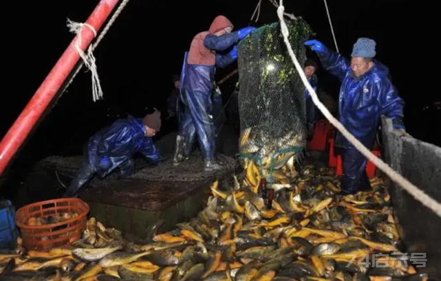 1年吃掉100万吨！带鱼捕获量逐年下降，它会像大黄鱼一样枯竭吗？