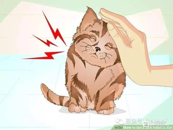 猫瘟的早期症状是什么？