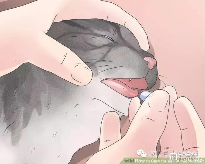 猫瘟的早期症状是什么？