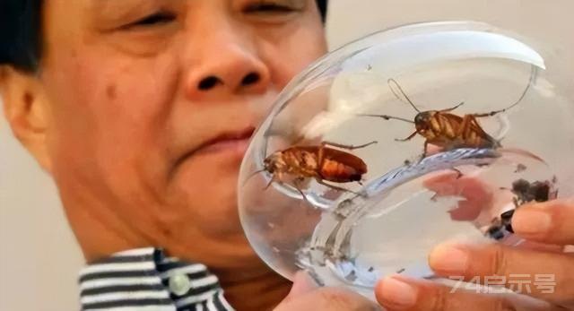 中国建世界最大蟑螂工厂，年产50亿只蟑螂，国家还给补贴