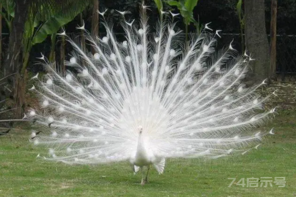 世界十大最美的鸟，第一是白孔雀，天鹅上榜