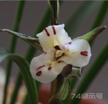 中国兰花鉴赏——春兰篇——蝶花系3