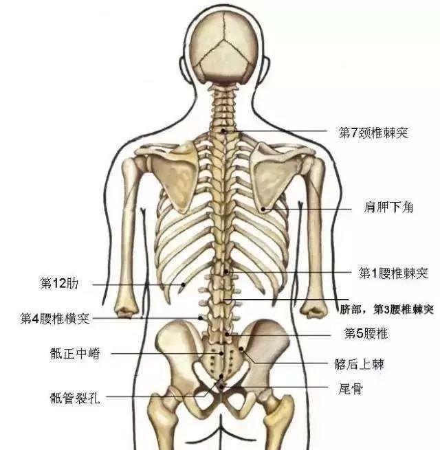 人体后背腰部结构图图片
