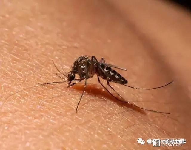 蚊子喜欢吸什么人的血？科学家找到了答案，皮肤气味是关键