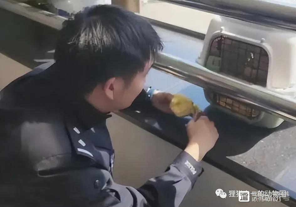 南京一市民在路边捡到北极狐，为何常在城市发现它们？被弃养的？