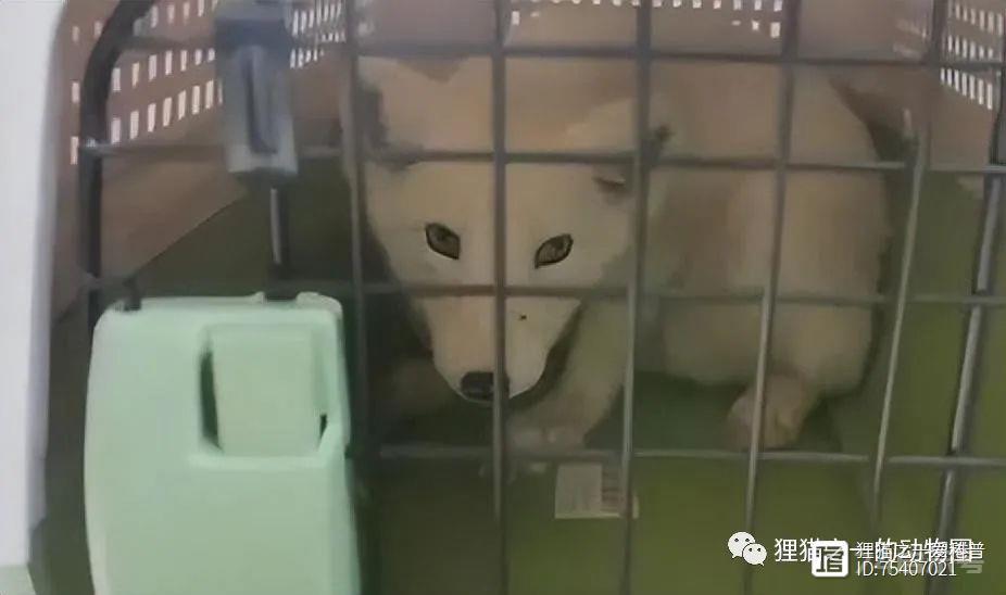 南京一市民在路边捡到北极狐，为何常在城市发现它们？被弃养的？