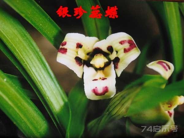 中国兰花鉴赏-春兰篇-蝶瓣